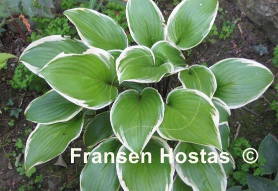 Hosta Lakeside Zesty Zeno